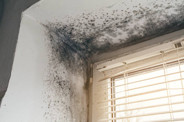 Trusted Crawl Space Mold Removal service in Foster, VA - Cheap Mold Removal